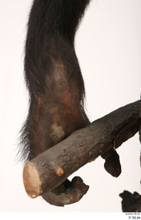 Chimpanzee Bonobo foot 0013.jpg